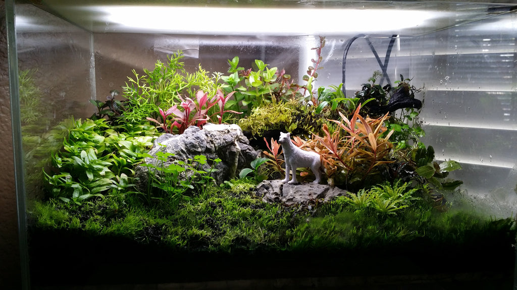 TERRARIUM TYPE with emergent aquarium plants