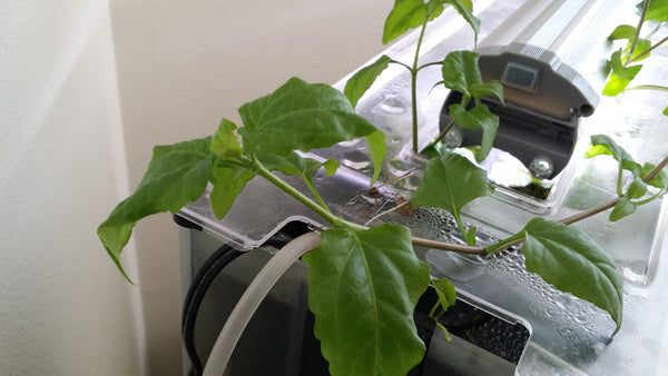Acmella Repens, Live Aquarium Plants