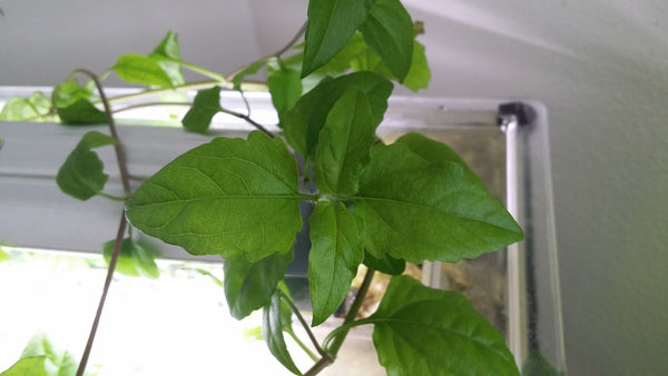 Acmella Repens, Live Aquarium Plants