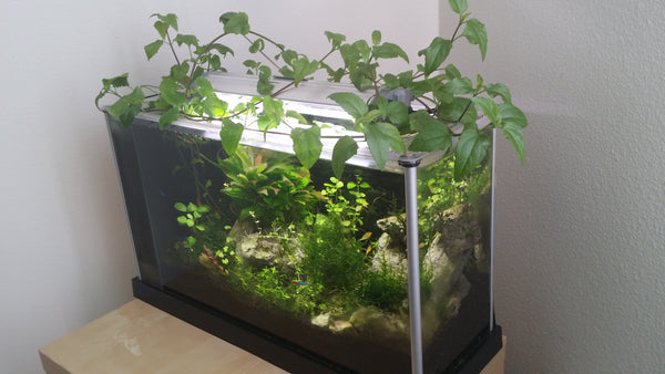 Acmella Repens, Live Aquarium Plants