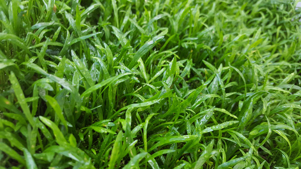 Lilaeopsis Brasiliensis, Micro Sword, Freshwater Live Aquarium Plants + EXTRA