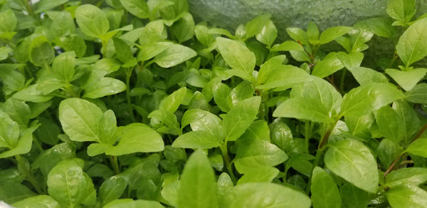 Acmella Repens, Live Aquarium Plants