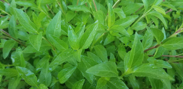 Acmella Repens, Live Aquarium Plants