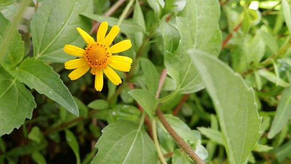 Acmella Repens, Live Aquarium Plants