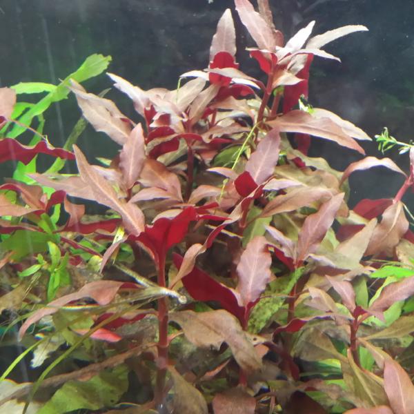 Alternanthera Reineckii, Telanthera Cardinalis,  Freshwater Live Aquarium Plants