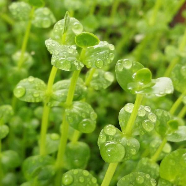 Lindernia Rotundifolia,  Live Aquarium Plants