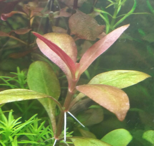 4 Kinds (Rotala Variety 2, Ludwigia Repens x Arcuata, A. Reineckii Ocipus, Bacopa Sp. Colorata)  Freshwater Live Aquarium Plants + EXTRA