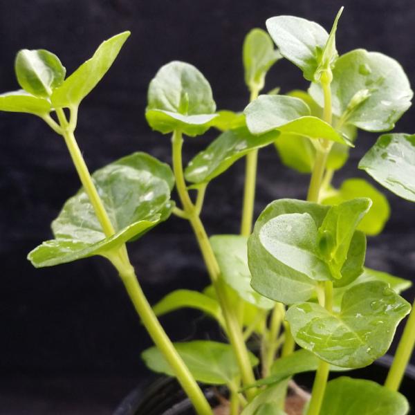 Clinopodium cf Brownei, Live Aquarium Plants