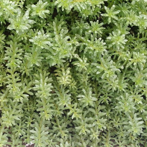Rotala Nanjeshan, Live Aquarium Plants