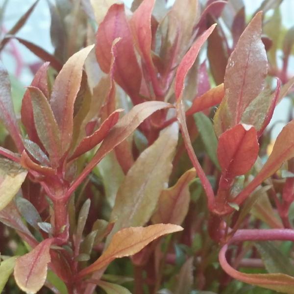 Alternanthera Reineckii, Telanthera Cardinalis,  Freshwater Live Aquarium Plants