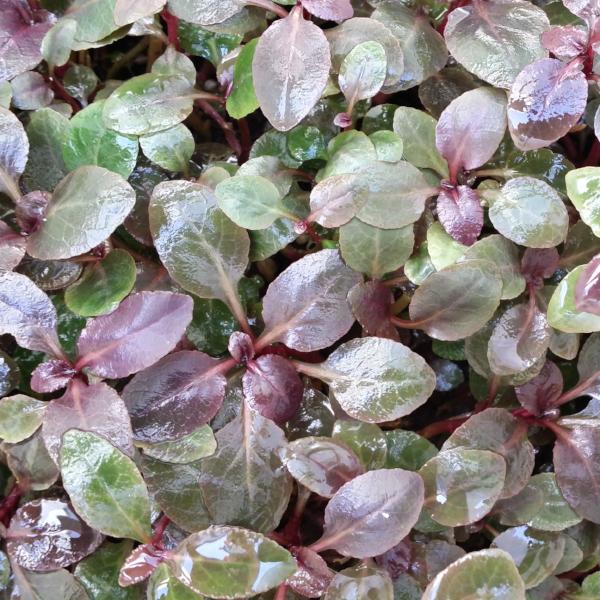 Lobelia Cardinalis, Small Form, live aquarium plants