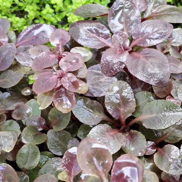 Beginners Bundle, Low to High Light, 10 kinds, see Description for details, Freshwater Aquarium Plants