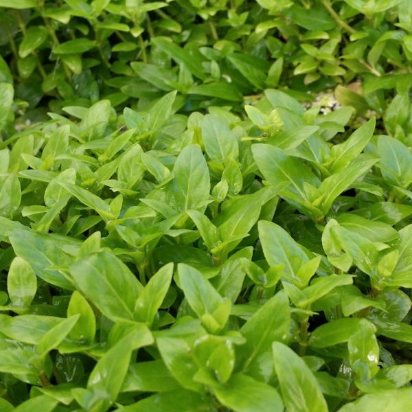 Beginners Bundle, Low to High Light, 10 kinds, see Description for details, Freshwater Aquarium Plants