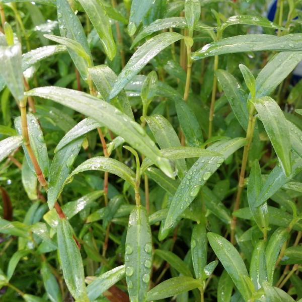 Persicaria sp 'Kawagoeanum, Live Aquarium Plants