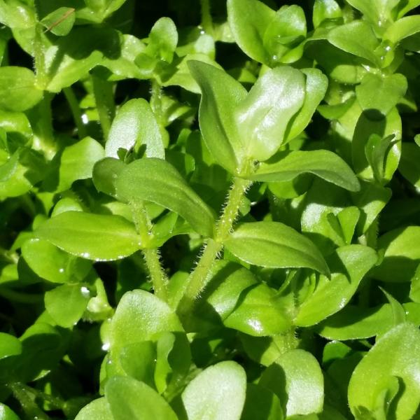 Bacopa Caroliniana, Live Aquarium Plants