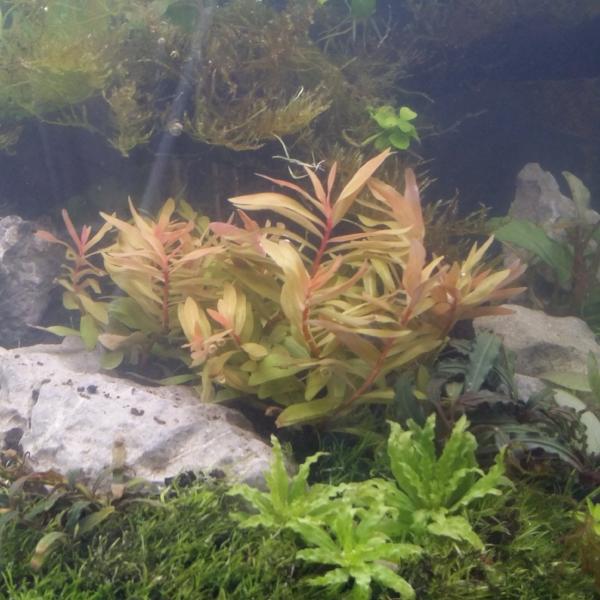 Nesaea Pedicellata, Golden, Live Aquarium Plants
