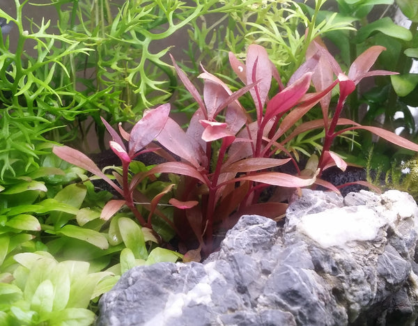 Pearling Plants' BUNDLE 1 with Roots, Live Aquarium Plants