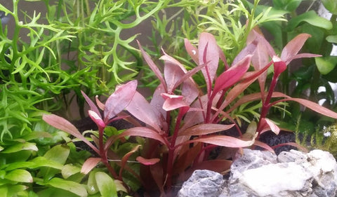 Alternanthera Reineckii Mini, Live Aquarium Plants + EXTRA