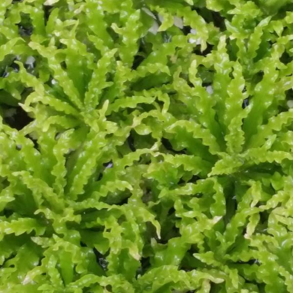 Pogostemon Helferi Downoi, Live Aquarium Plants