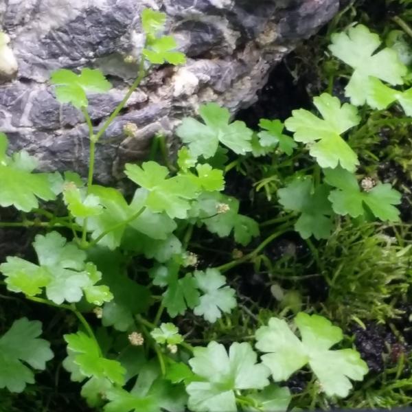 Hydrocotyle Tripartita Japan, Dwarf Pennywort, Live Aquarium Plants