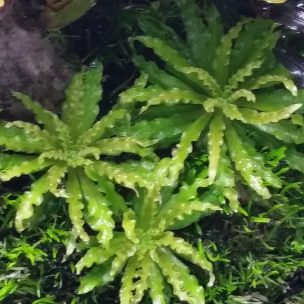 Pogostemon Helferi Downoi, Live Aquarium Plants