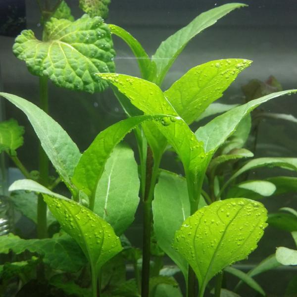 Acmella Repens, Live Aquarium Plants