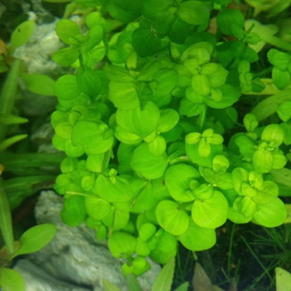 Lindernia Rotundifolia,  Live Aquarium Plants
