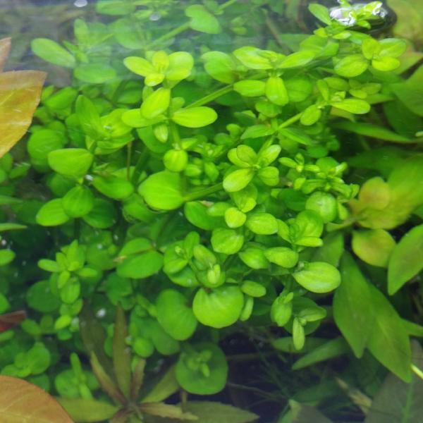 Lindernia Rotundifolia,  Live Aquarium Plants