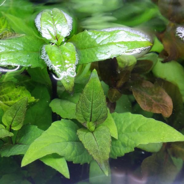 Acmella Repens, Live Aquarium Plants