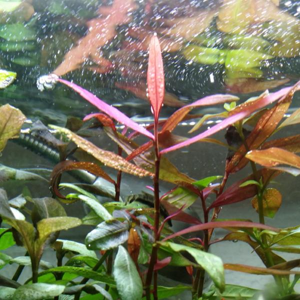 Persicaria sp 'Kawagoeanum, Live Aquarium Plants