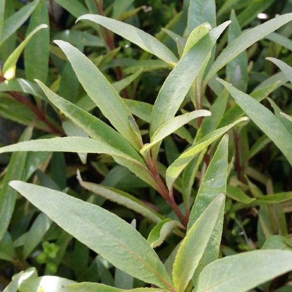 Hygrophila Corymbosa Siamensis, Live Aquarium Plants