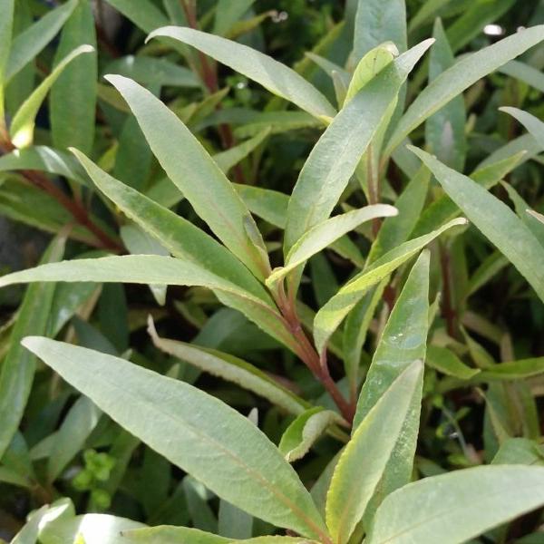 Beginners Bundle, Low to High Light, 10 kinds, see Description for details, Freshwater Aquarium Plants