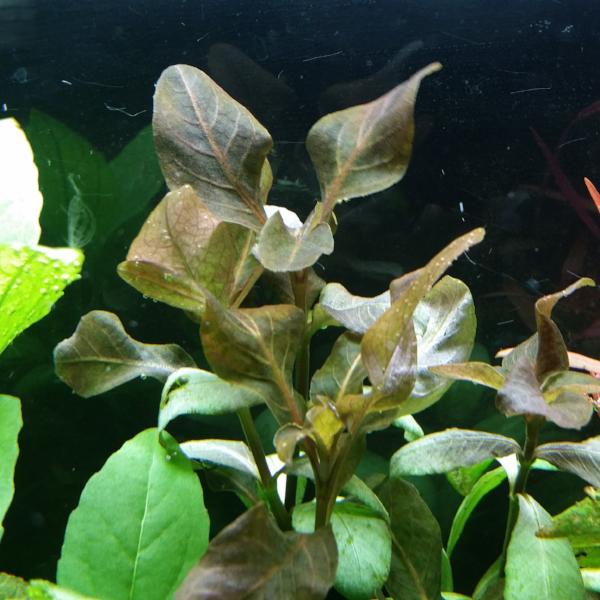 Hygrophila Brown "Thai", Live Aquarium Plants