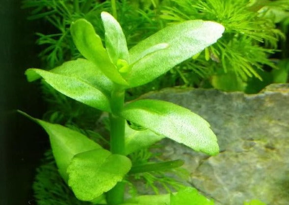 Bacopa Madagascariensis (Rare), Live Aquarium Plants