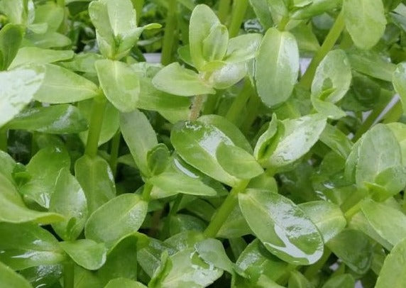 Bacopa Madagascariensis (Rare), Live Aquarium Plants