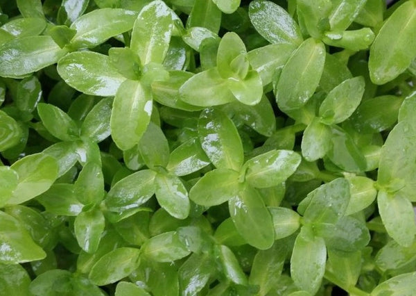 Bacopa Madagascariensis (Rare), Live Aquarium Plants