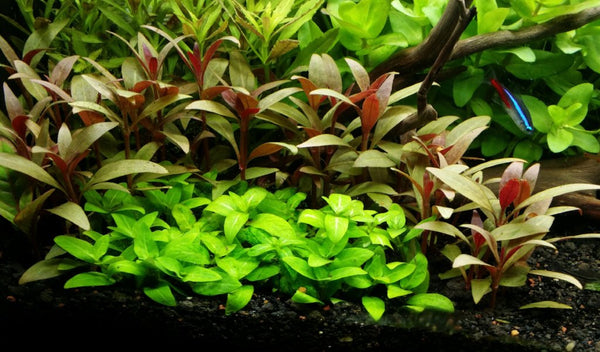 Alternanthera Reineckii Mini, Live Aquarium Plants + EXTRA