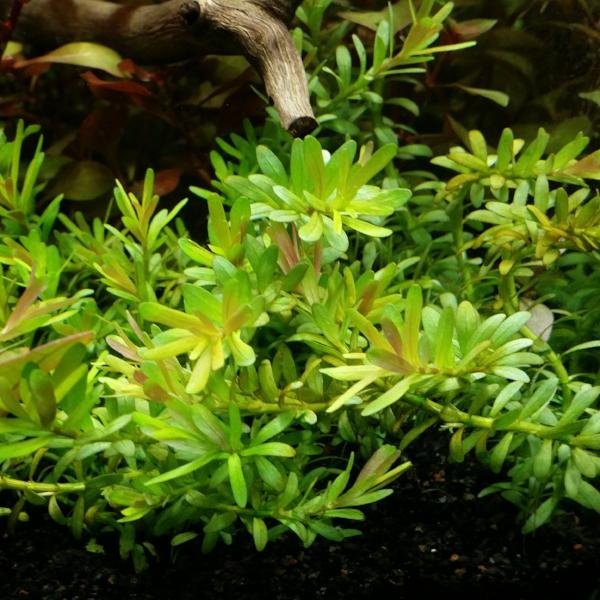 Rotala Nanjeshan, Live Aquarium Plants