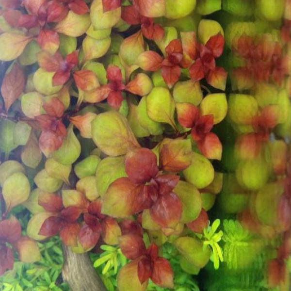 Ludwigia sp Red,  Live Aquarium Plants