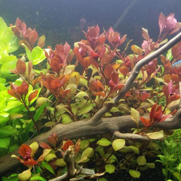 Ludwigia sp Red,  Live Aquarium Plants