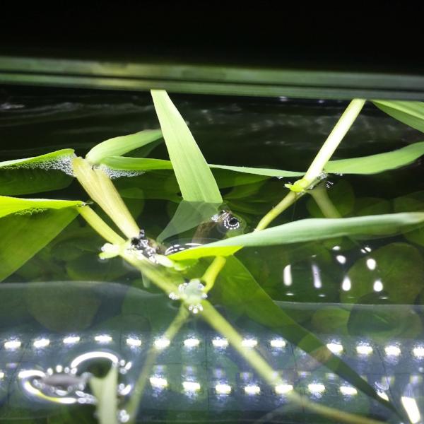Hygroryza Aristata Rare, floating, Live Aquarium Plants