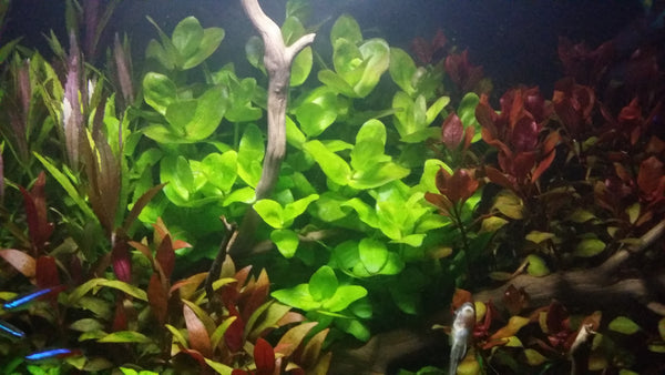 4 Kinds (Alternanthera Reineckii Cardinalis, Bacopa Caroliniana, Hygrophila Brown, Ludwigia Repens) Freshwater Live Aquarium Plants + EXTRA