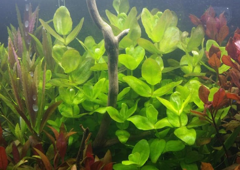 Bacopa Caroliniana, Live Aquarium Plants