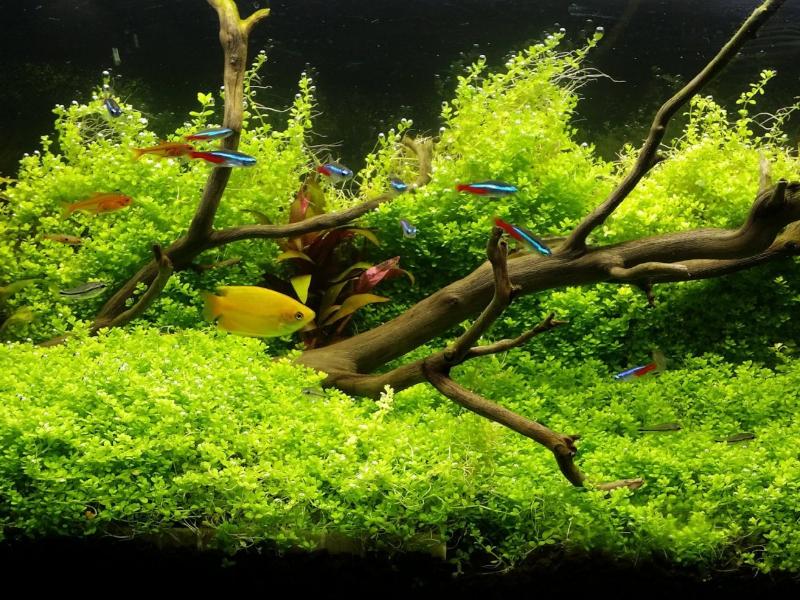 Hemianthus Callitrichoides, HC Baby Tears Dwarf, Freshwater Live Aquarium Plants
