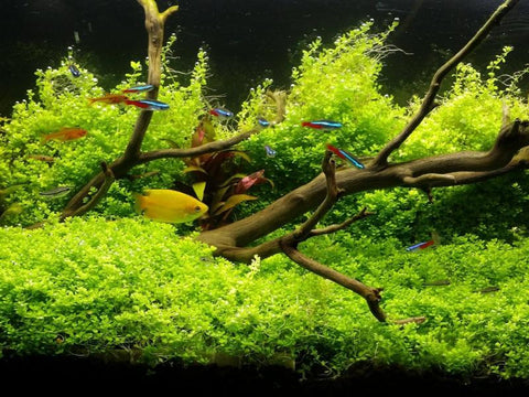 Hemianthus Callitrichoides, HC Baby Tears Dwarf, Freshwater Live Aquarium Plants
