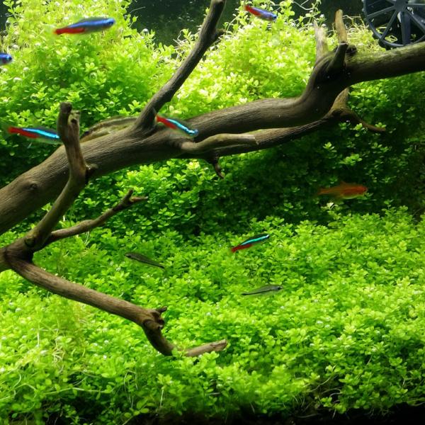 Hemianthus Callitrichoides, HC Baby Tears Dwarf, Freshwater Live Aquarium Plants