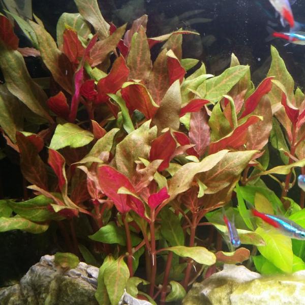 Alternanthera Reineckii Variegated, Rosanervig, Freshwater Live Aquarium Plants