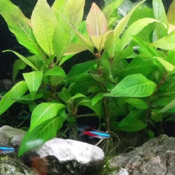 Hygrophila Corymbosa Compacta, Live Aquarium Plants