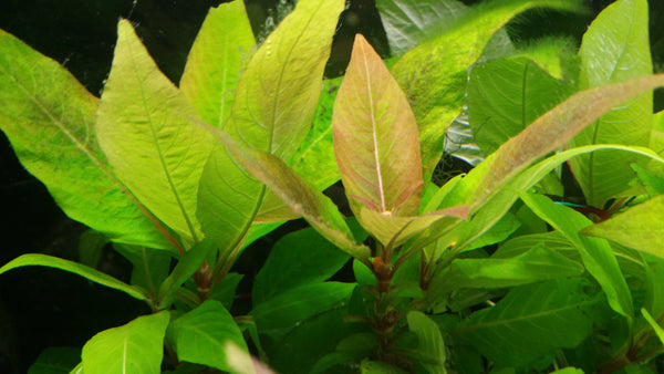 4 Kinds (Ludwigia Sp Red, Rotala Variety 2, Hygrophila Corymbosa Compacta, Limnophila Mini Vietnam) Bundle, Freshwater Live Aquarium Plants