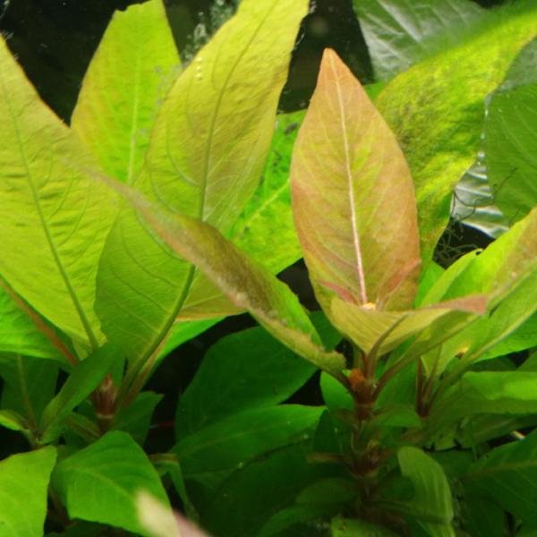 Hygrophila Corymbosa Compacta, Live Aquarium Plants